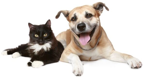 Gli animali sono una fonte di infezioni parassitarie